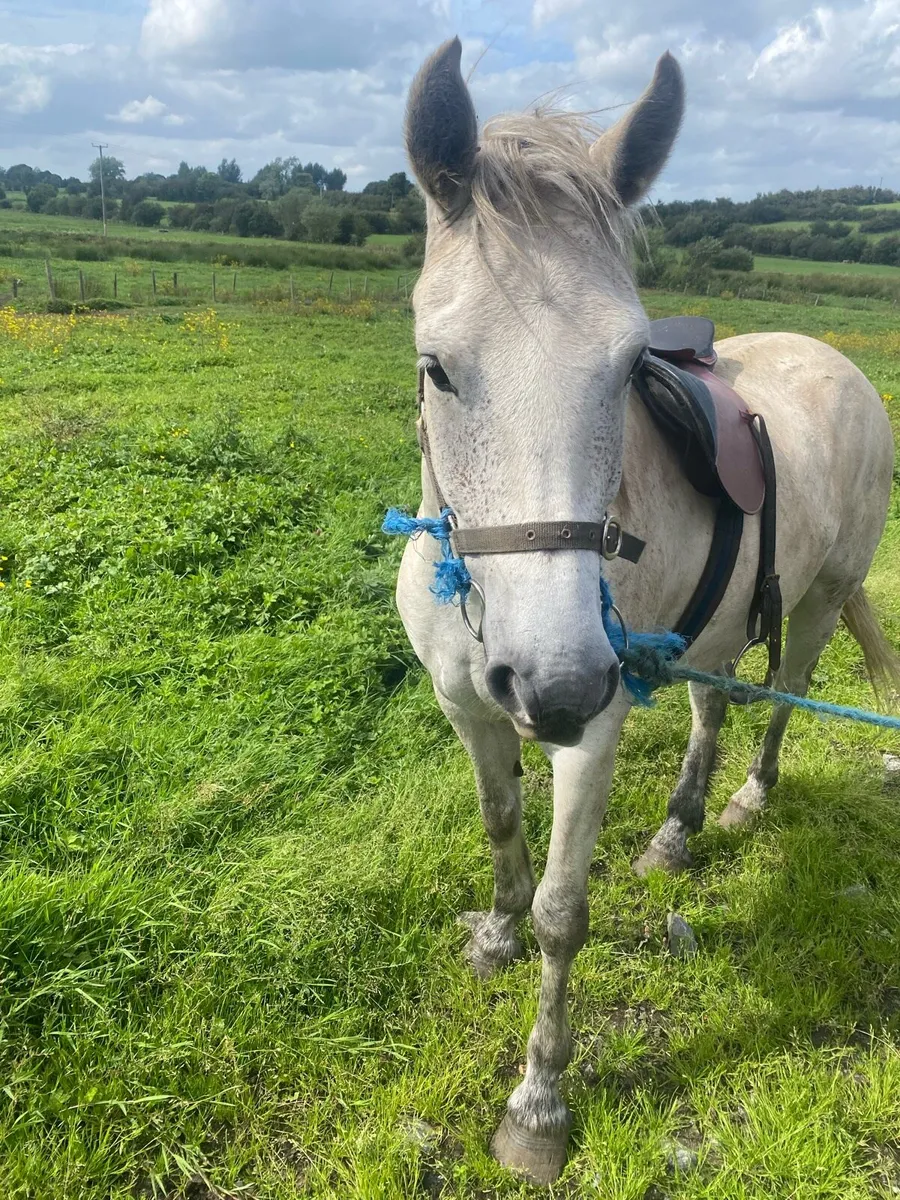 Connemara pony - Image 2