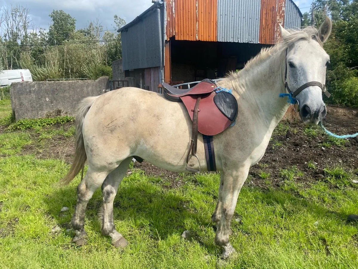 Connemara pony - Image 3