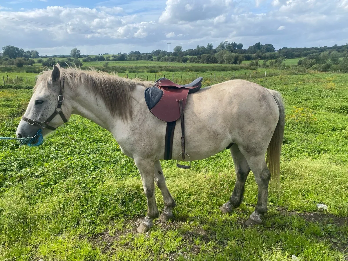 Connemara pony - Image 4