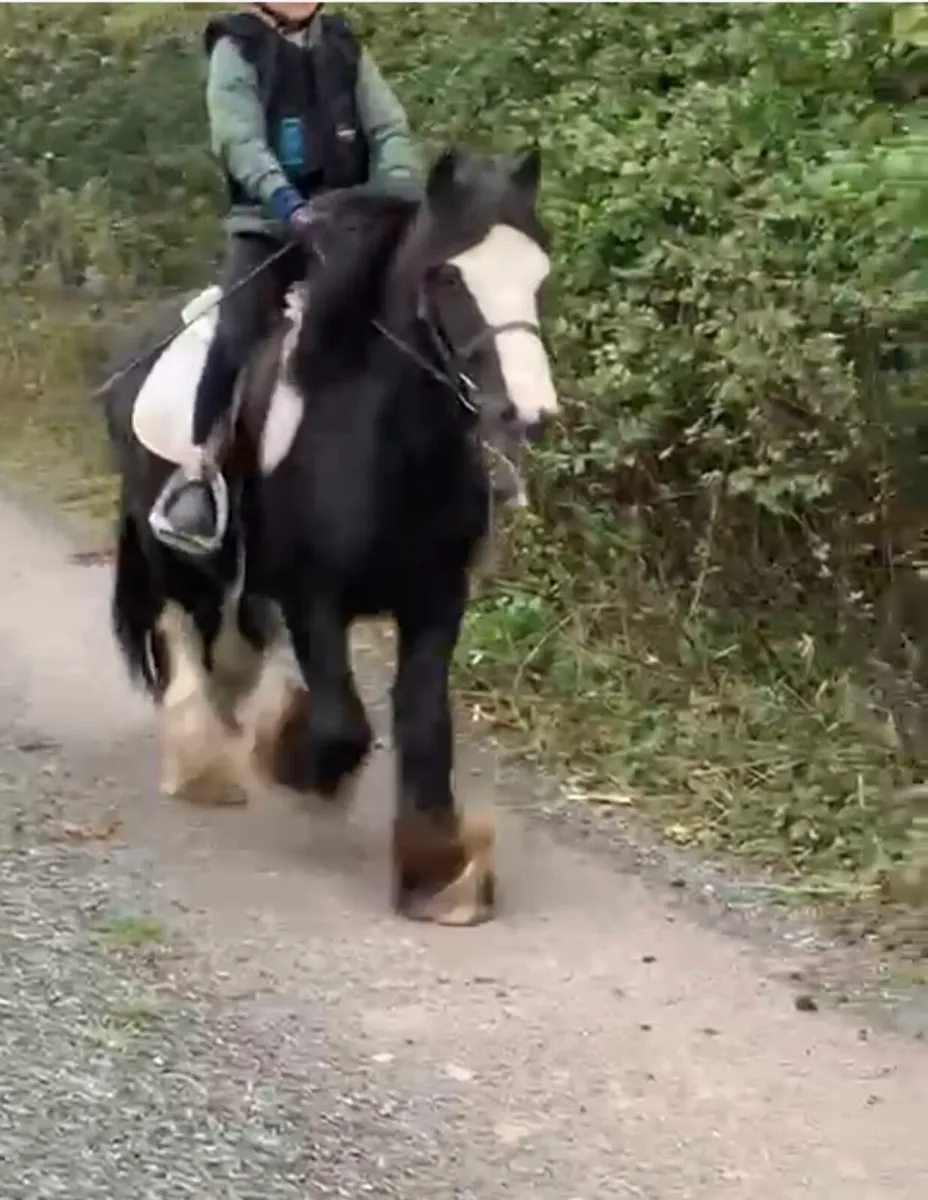 First pony - Image 1