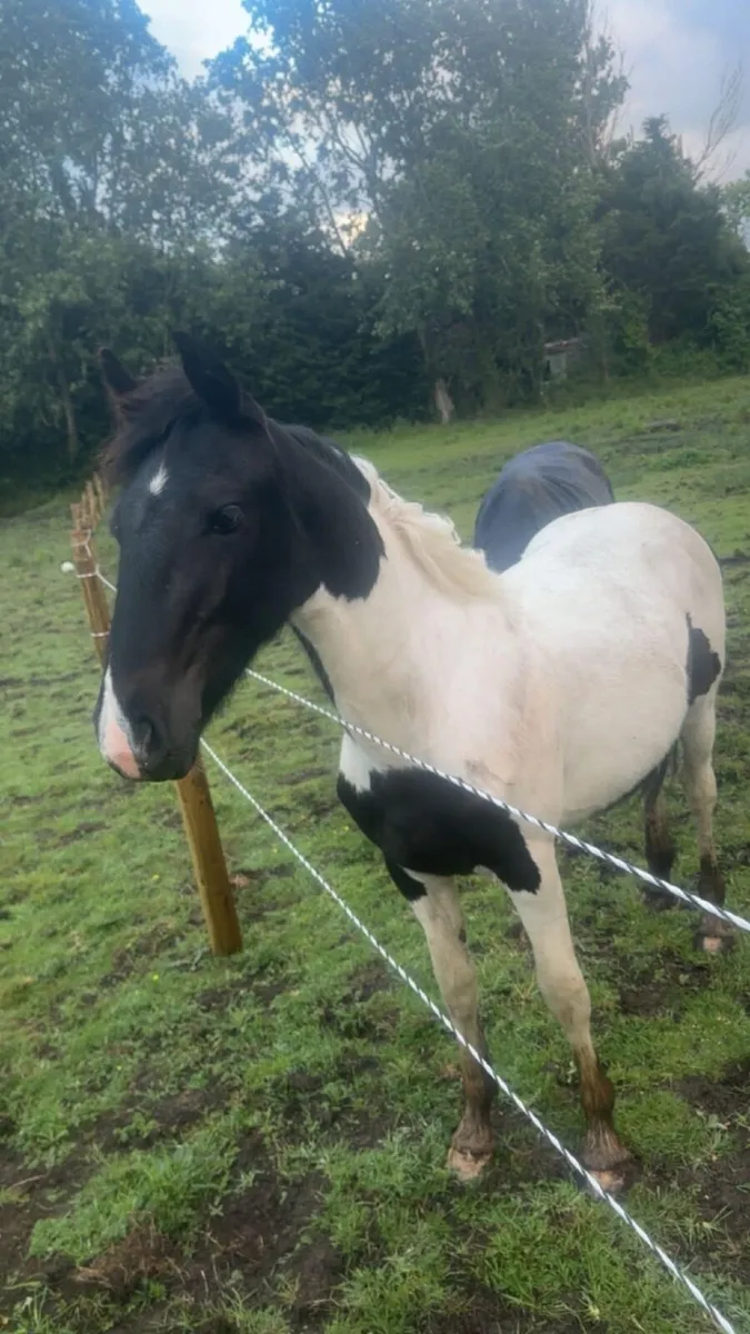 Friesian cross - Image 1