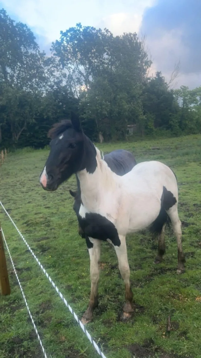 Friesian cross - Image 2