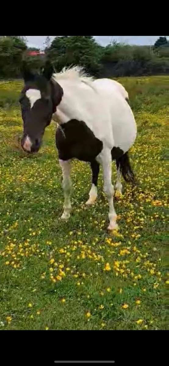 Friesian cross - Image 3