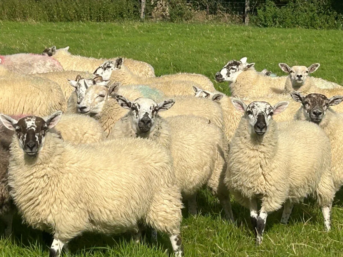 Store lambs - Image 1