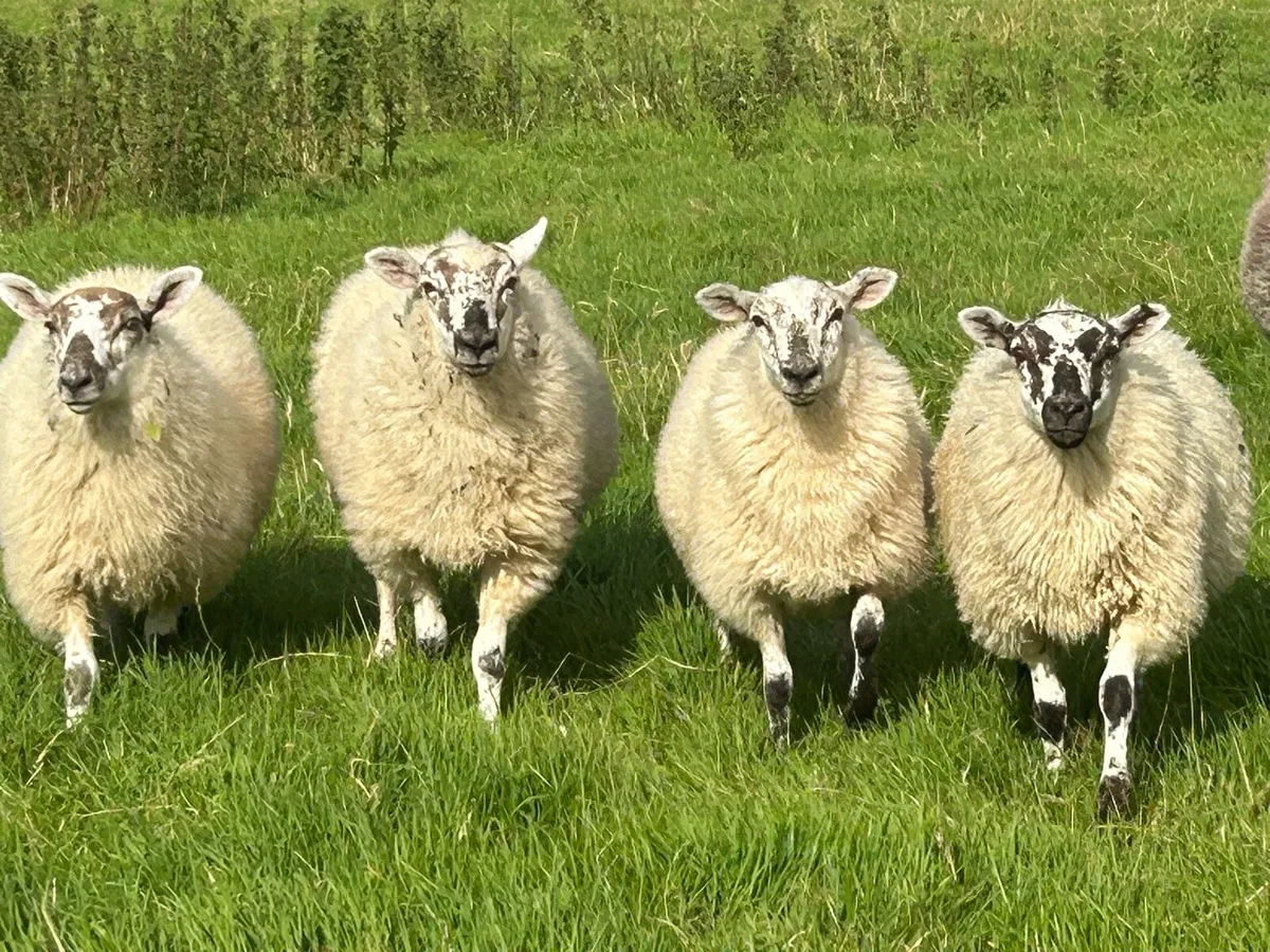 Store lambs - Image 2