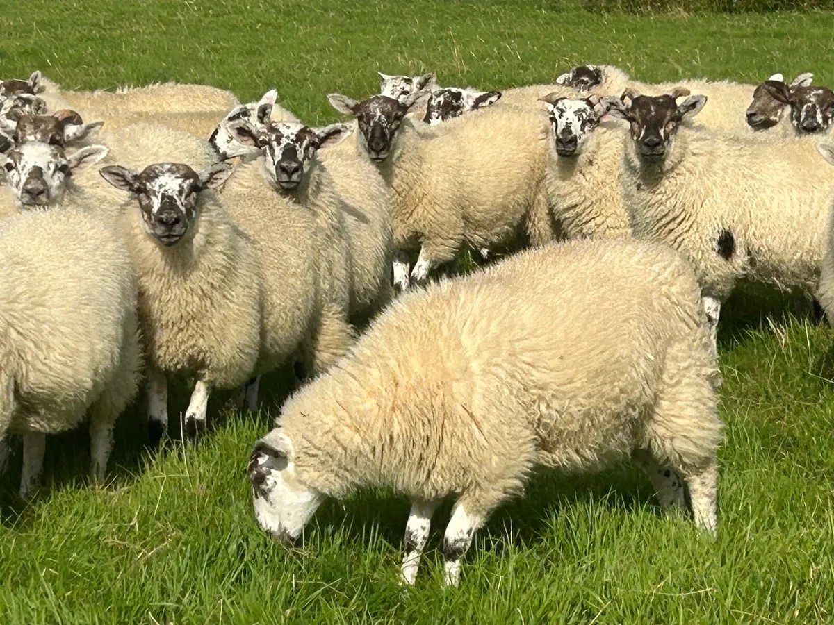 Store lambs - Image 3