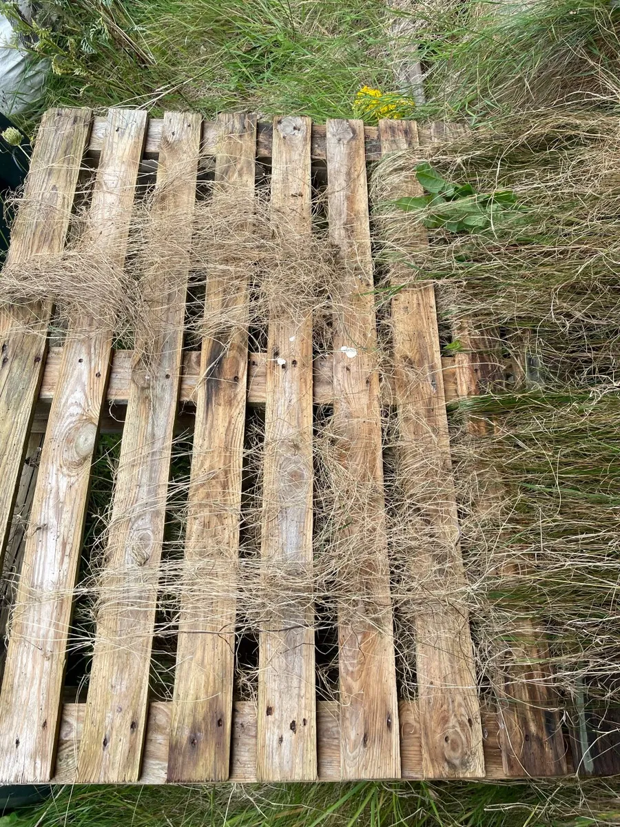 2 Wooden Pallets - Image 2