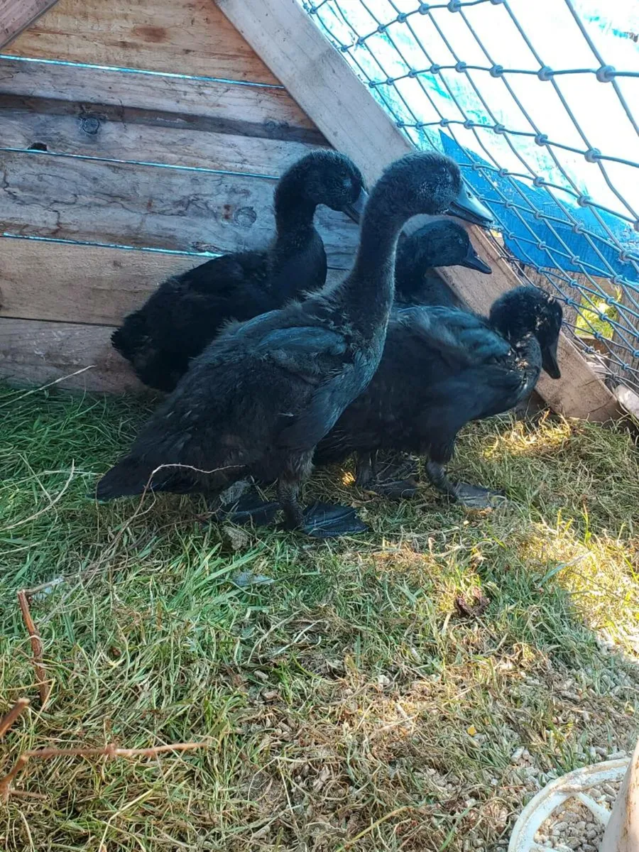 Poultry for sale - Image 1