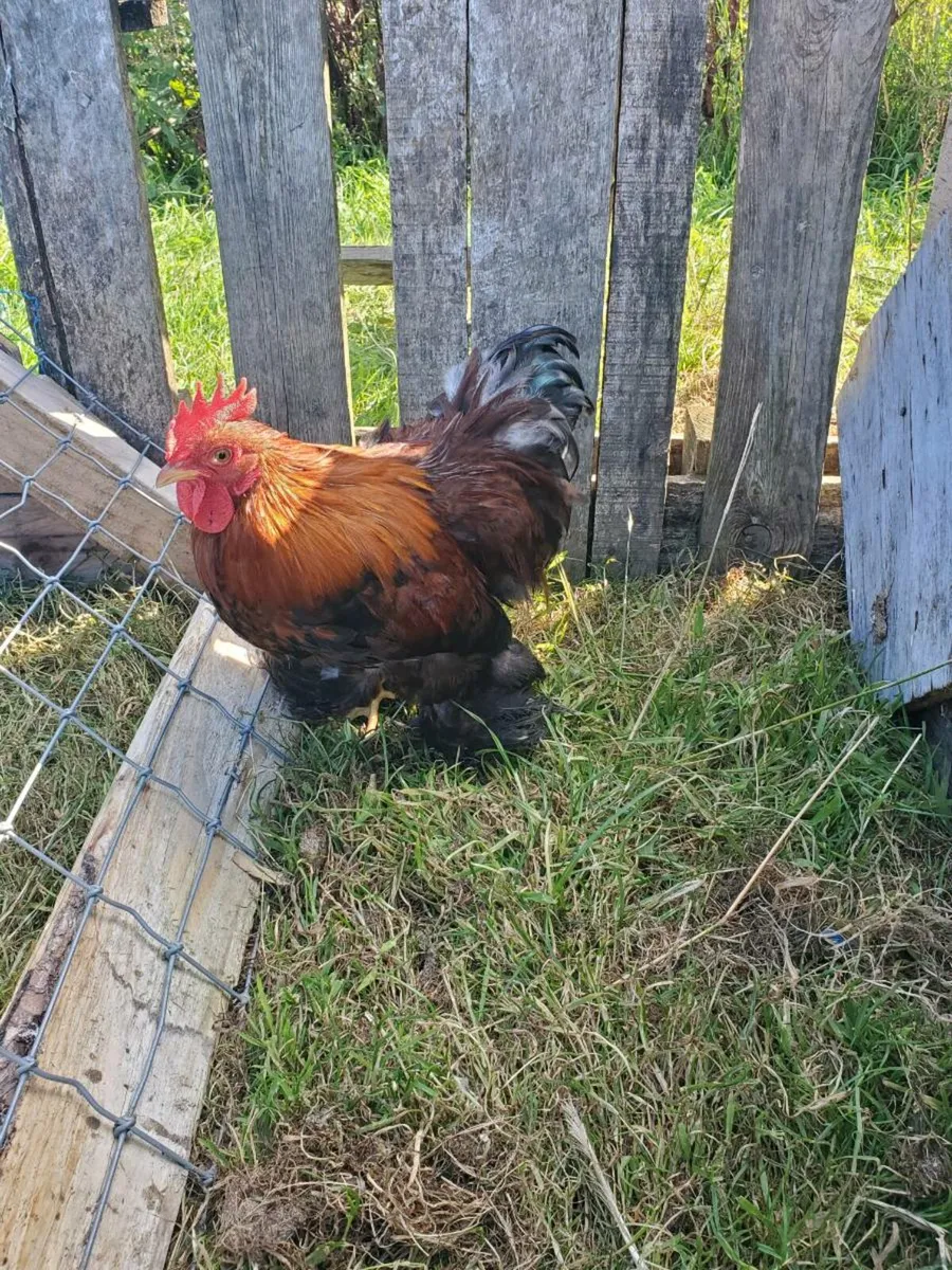 Poultry for sale - Image 3