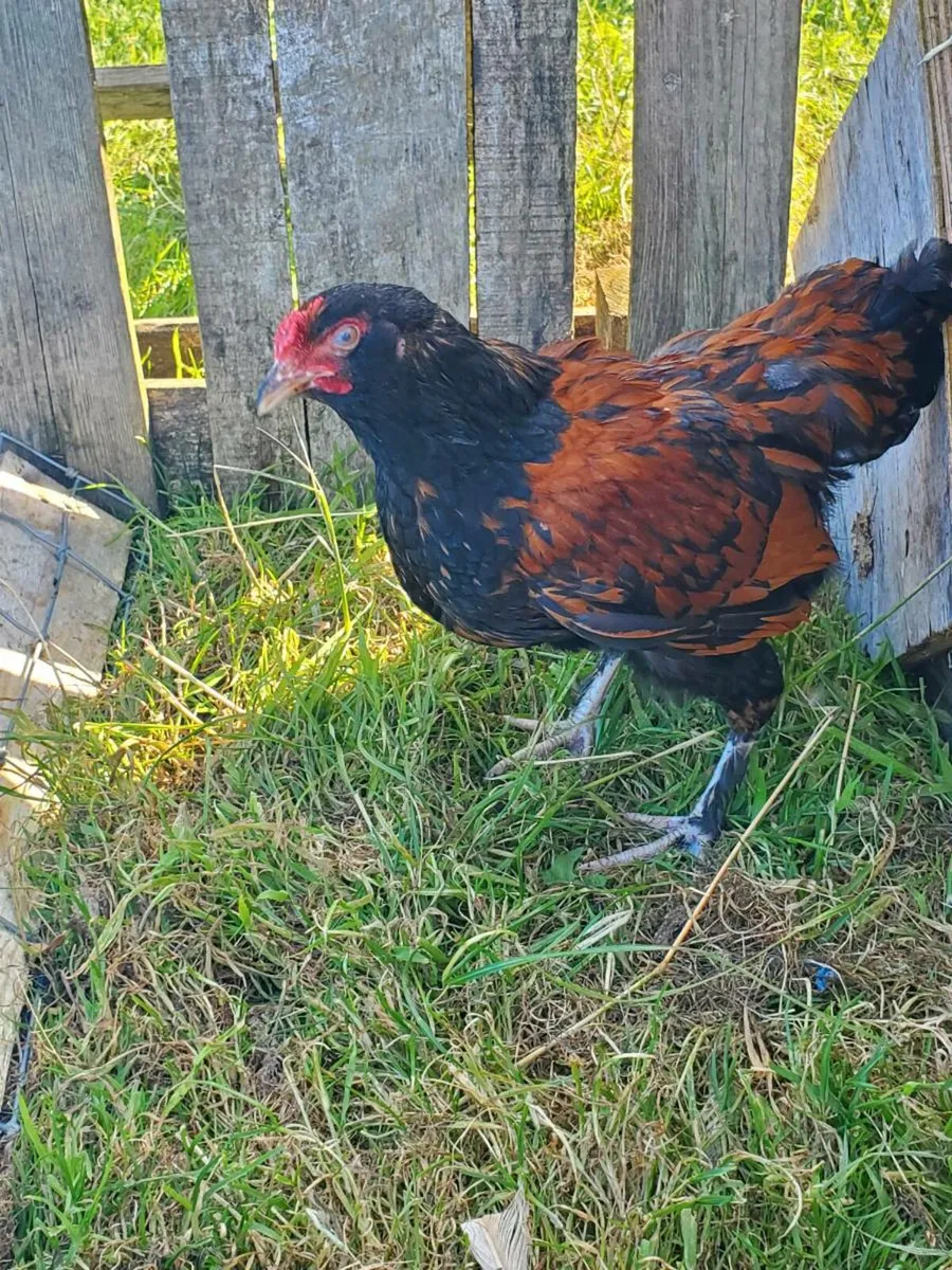Poultry for sale - Image 4