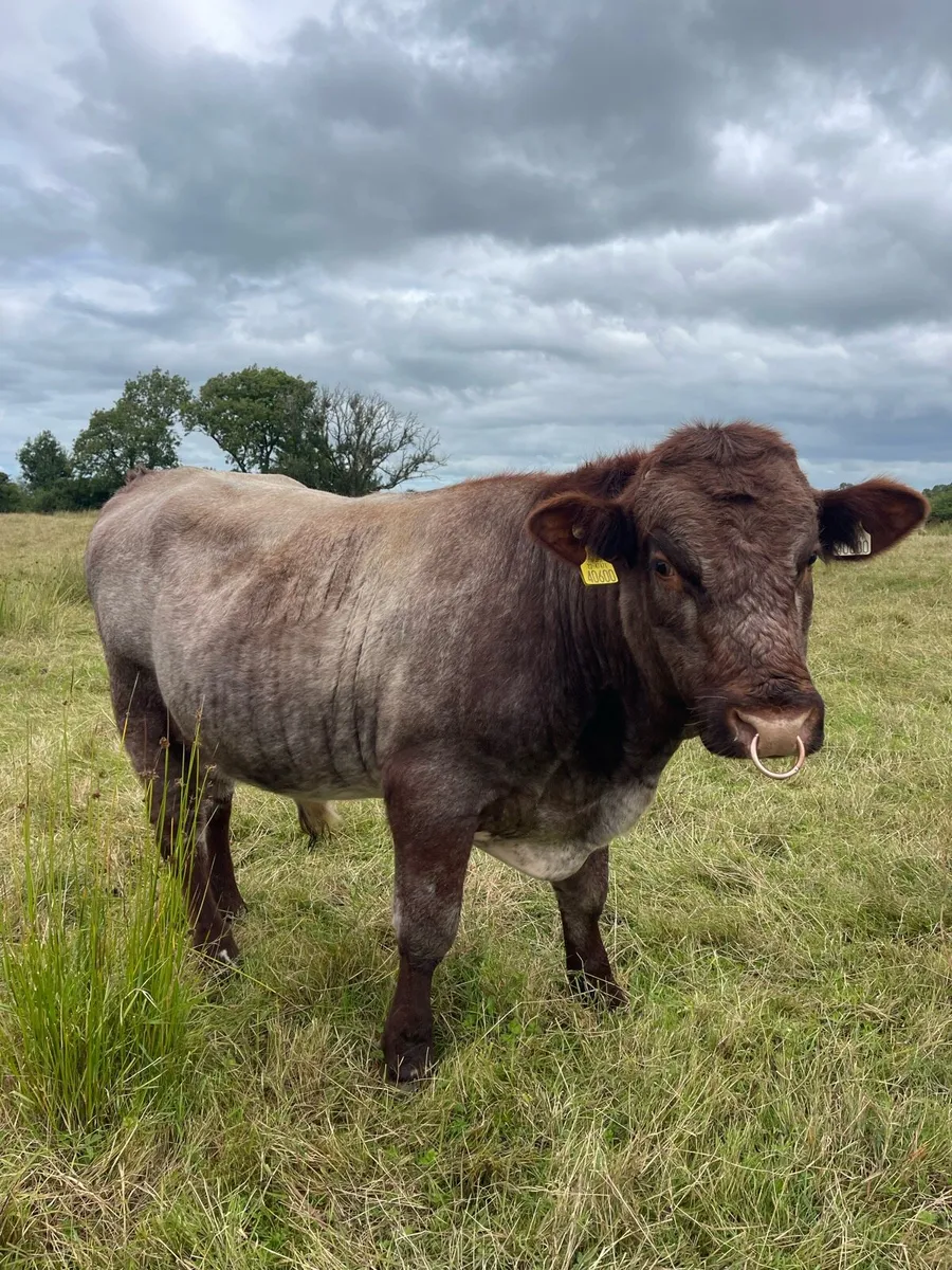 Purebred shorthorn bull - Image 1