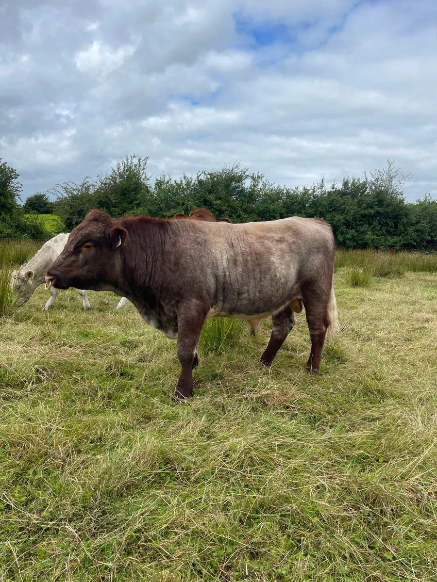 Purebred shorthorn bull - Image 3