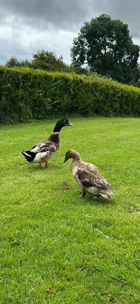 Ducks - Image 2
