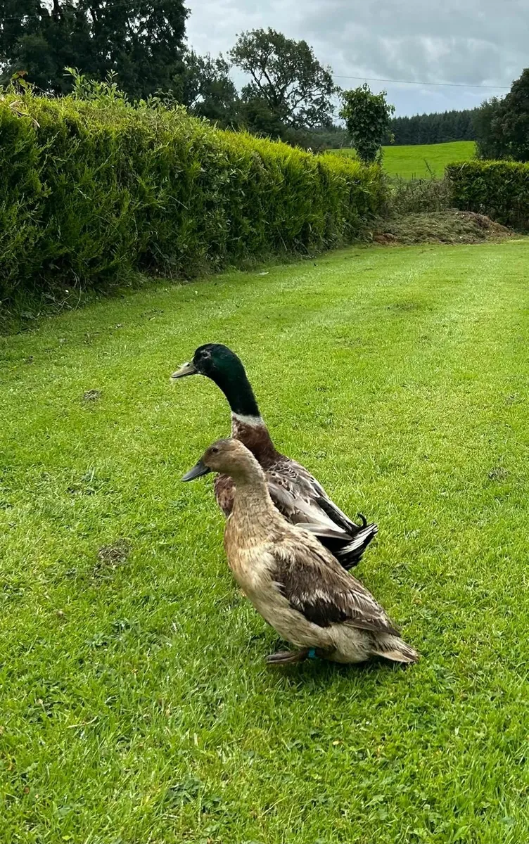 Ducks - Image 3