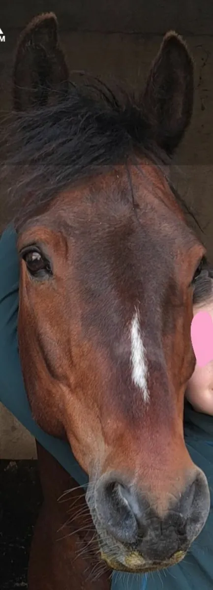 Pony - Image 1