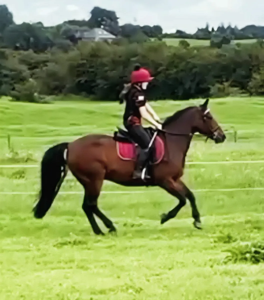 Pony - Image 2