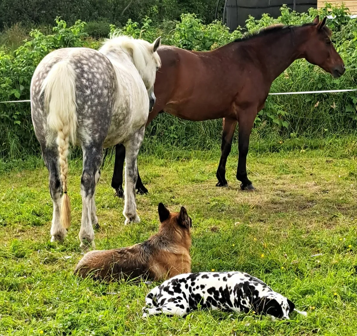 Pony - Image 3