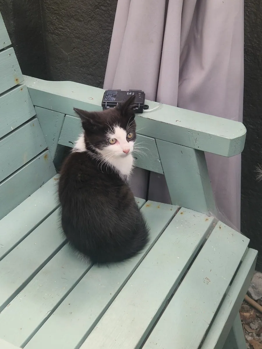 Kittens - Image 1