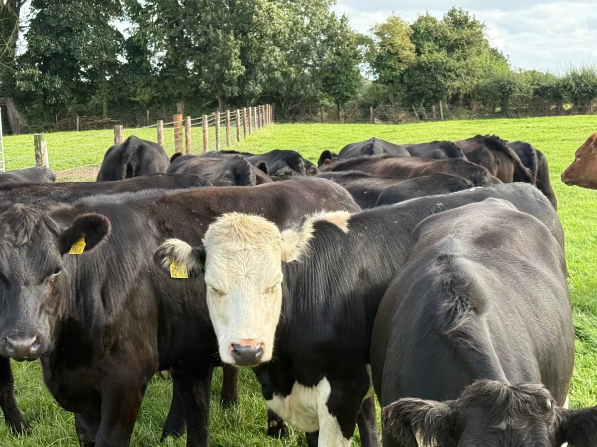 15 ABERDEEN ANGUS HEIFERS ( 380 KGS) - Image 2
