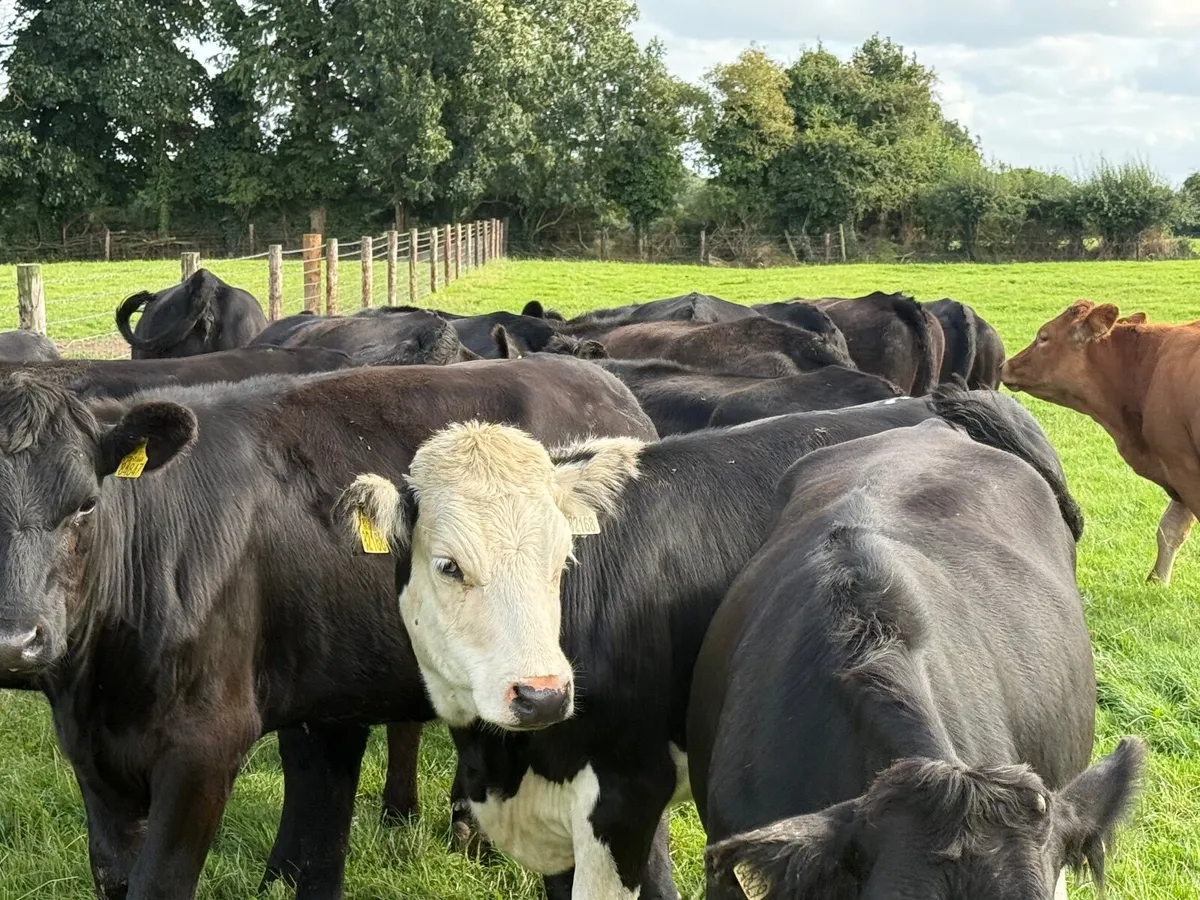 15 ABERDEEN ANGUS HEIFERS ( 380 KGS) - Image 3