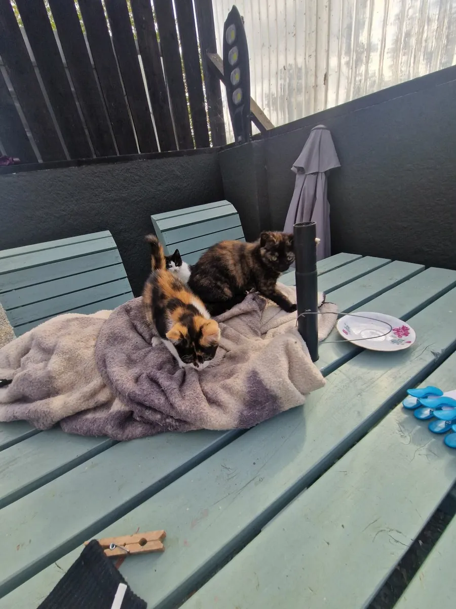 Kittens - Image 2