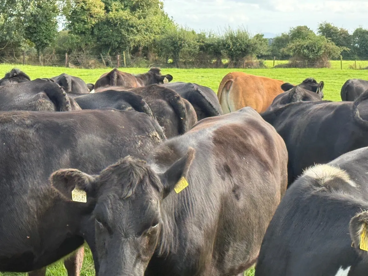 15 ABERDEEN ANGUS HEIFERS ( 380 KGS) - Image 4