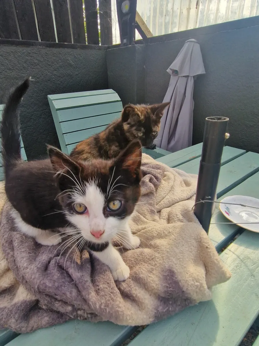 Kittens - Image 3