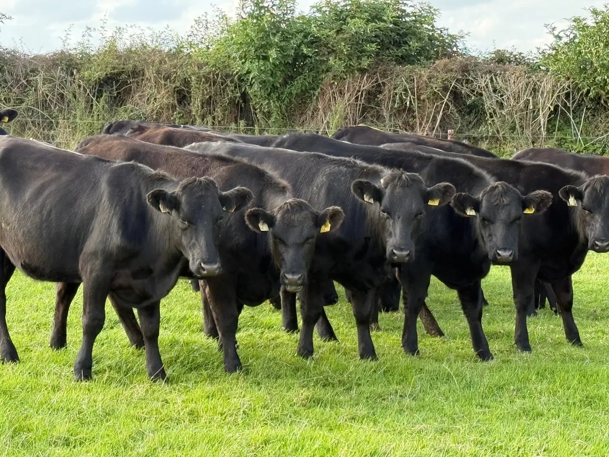 15 ABERDEEN ANGUS HEIFERS ( 380 KGS) - Image 1
