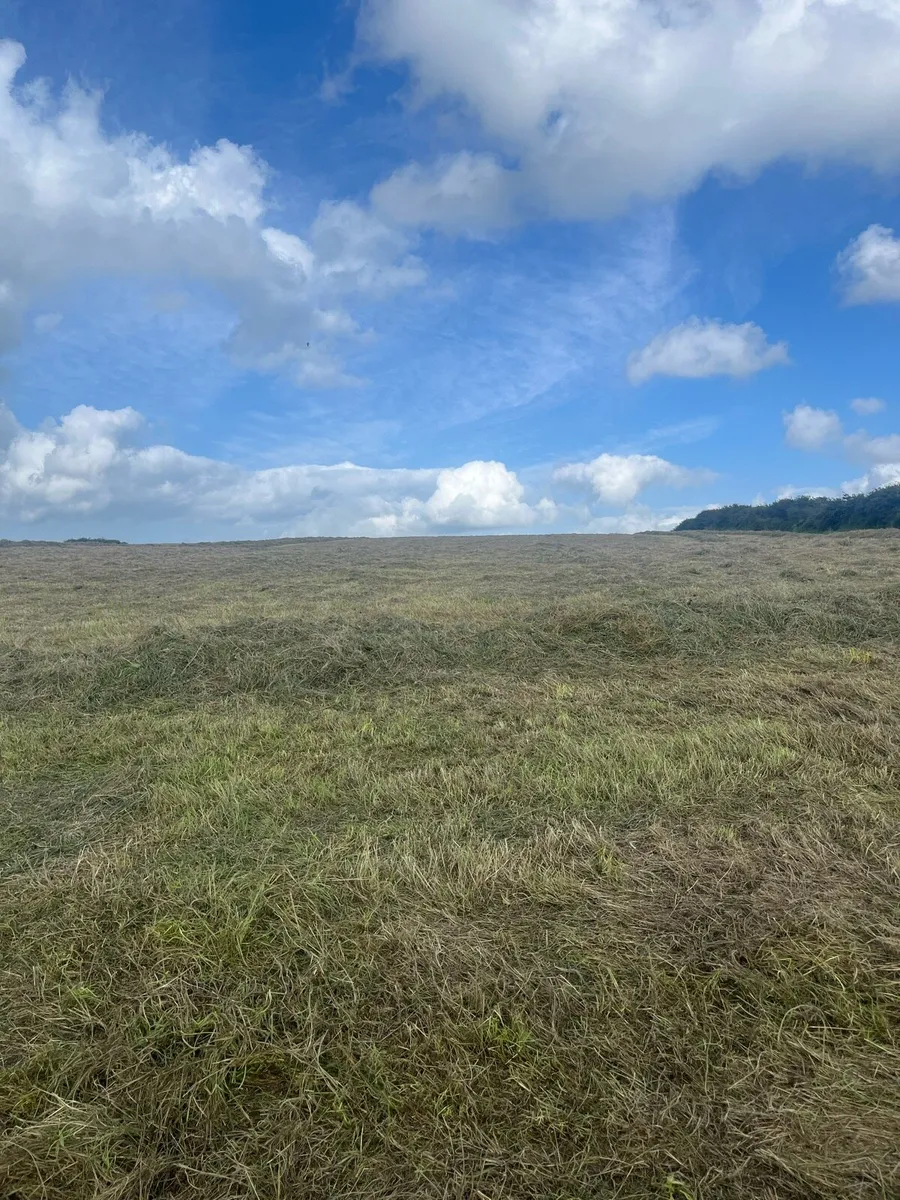 Haylage - Image 3