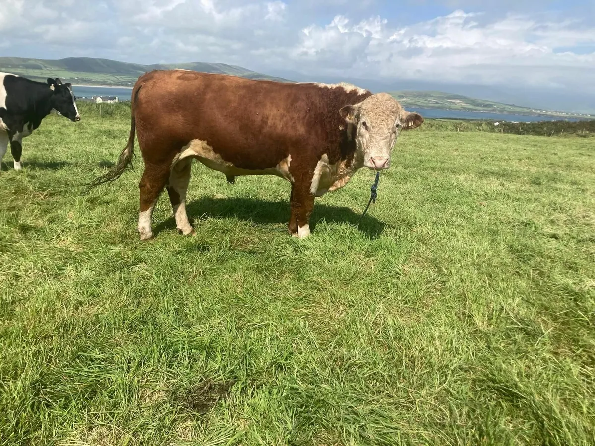 Purebred Hereford Bull - Image 2