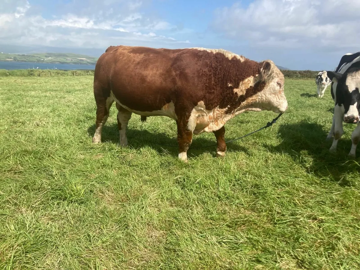 Purebred Hereford Bull - Image 1