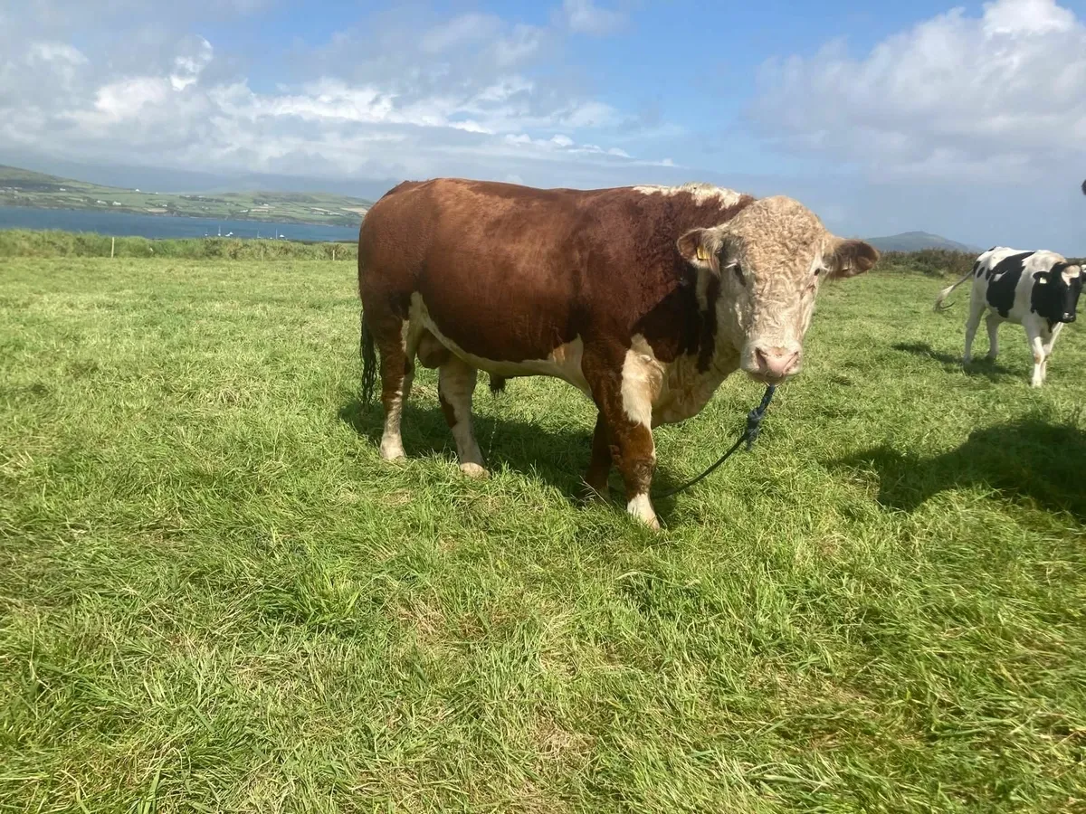 Purebred Hereford Bull - Image 3