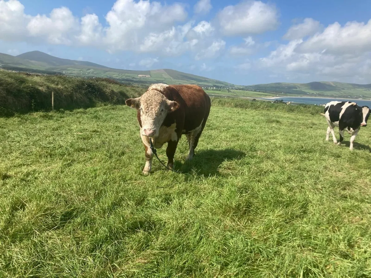 Purebred Hereford Bull - Image 4