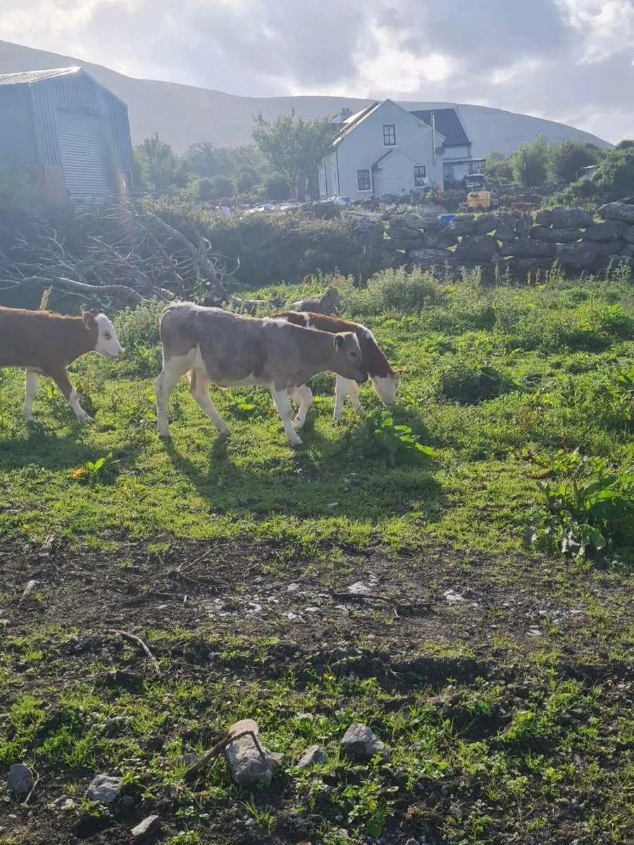 Bucket fed calves - Image 2