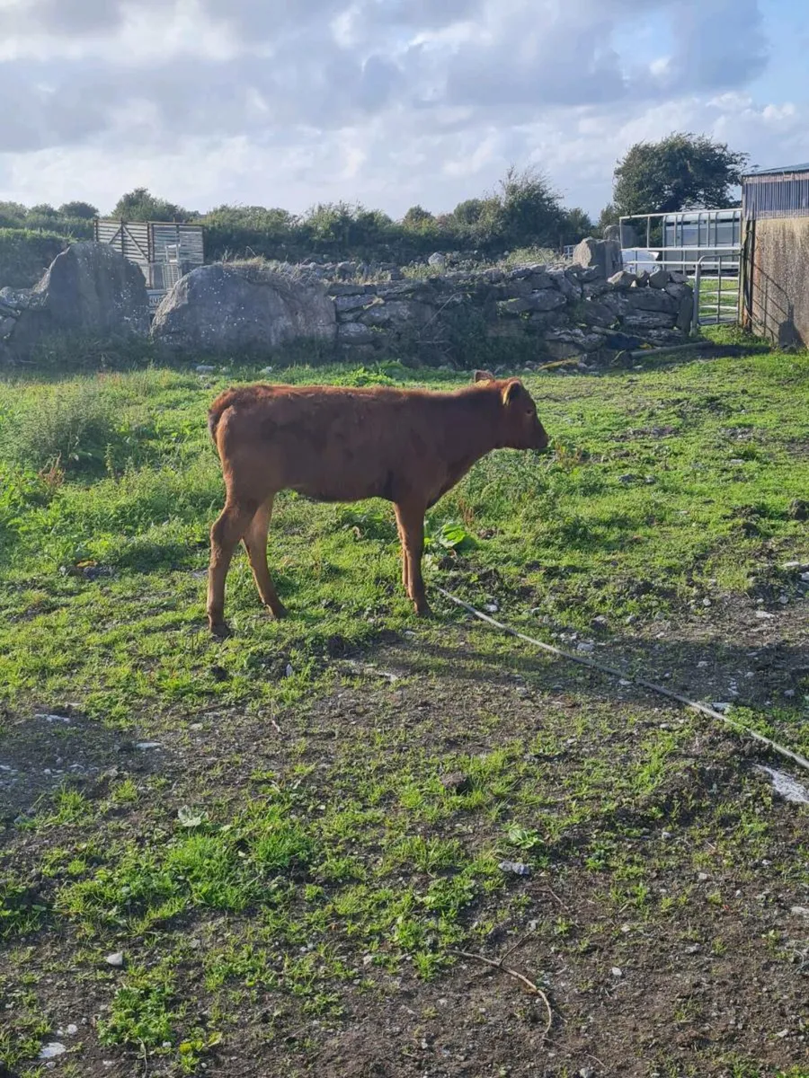 Bucket fed calves - Image 3