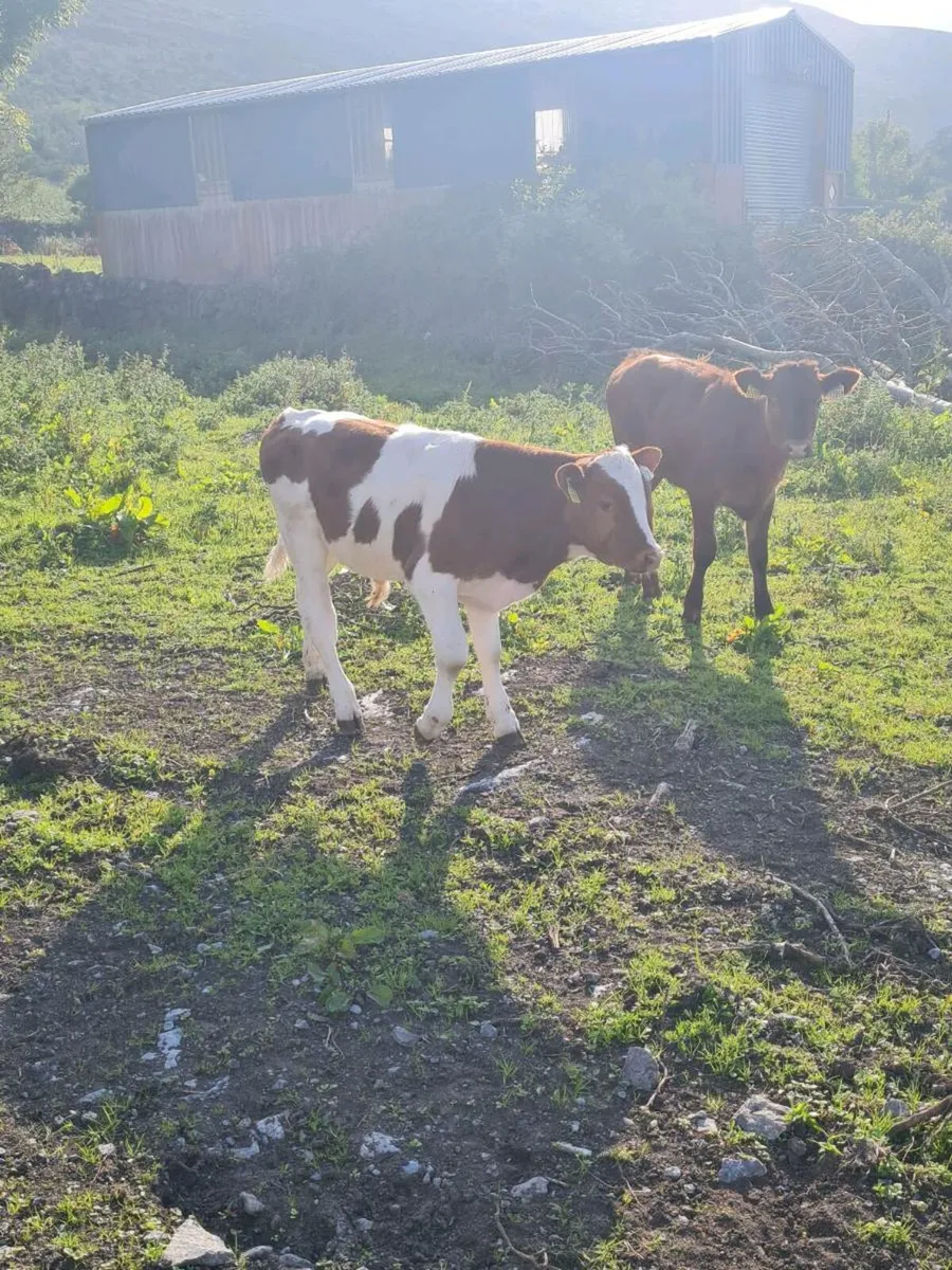 Bucket fed calves - Image 1