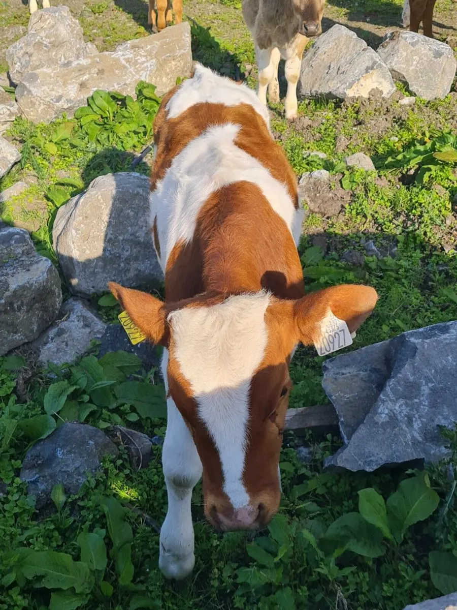 Bucket fed calves - Image 4