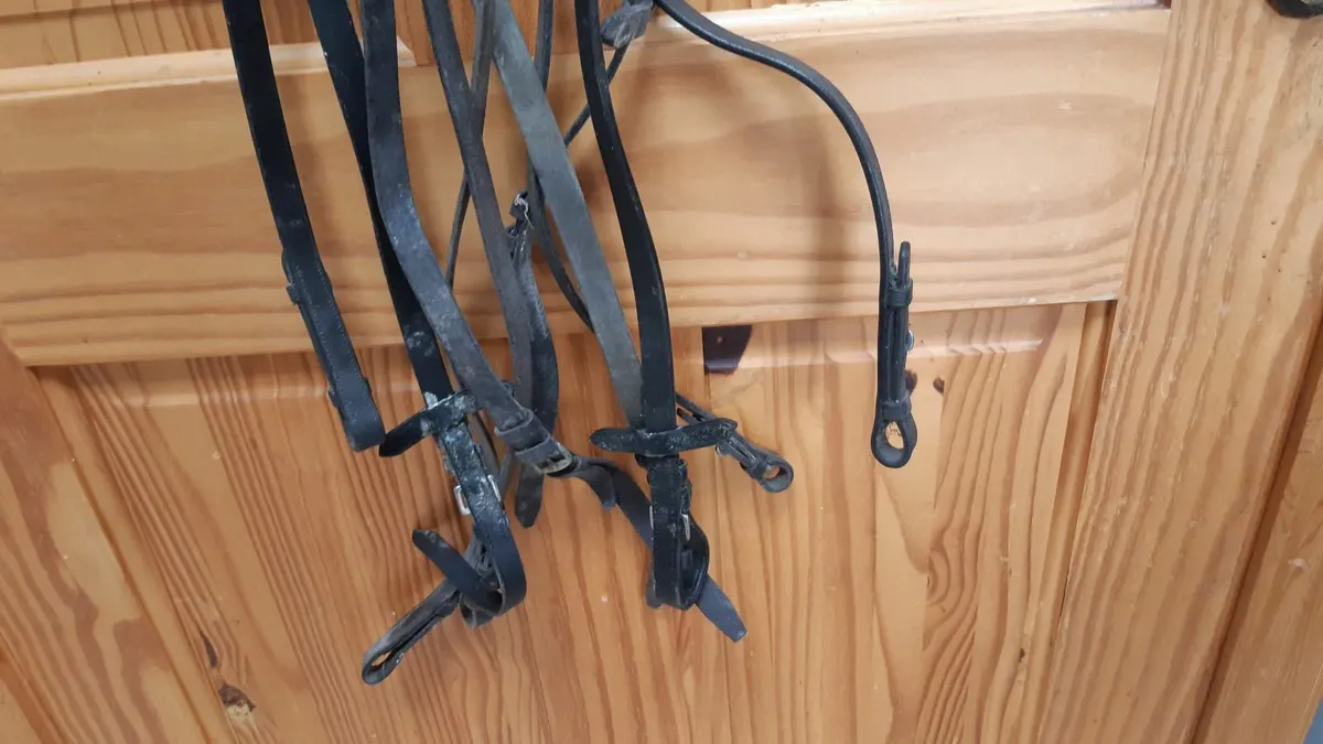 Reins, lead show rein, side reins and Tiedemann ai - Image 2