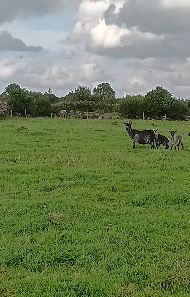 Pygmy Kid Goats for sale - Image 1