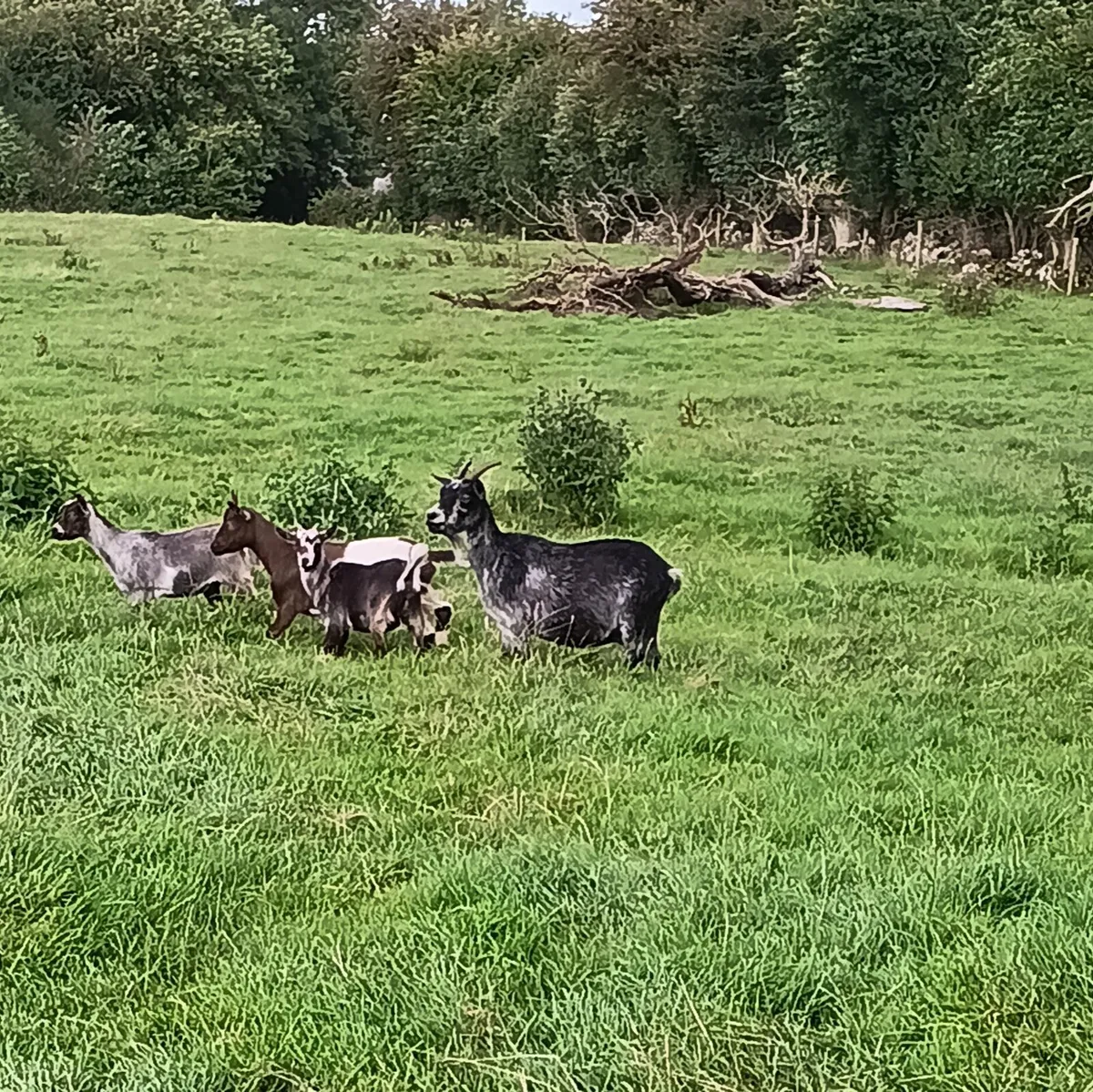Pygmy Kid Goats for sale - Image 2