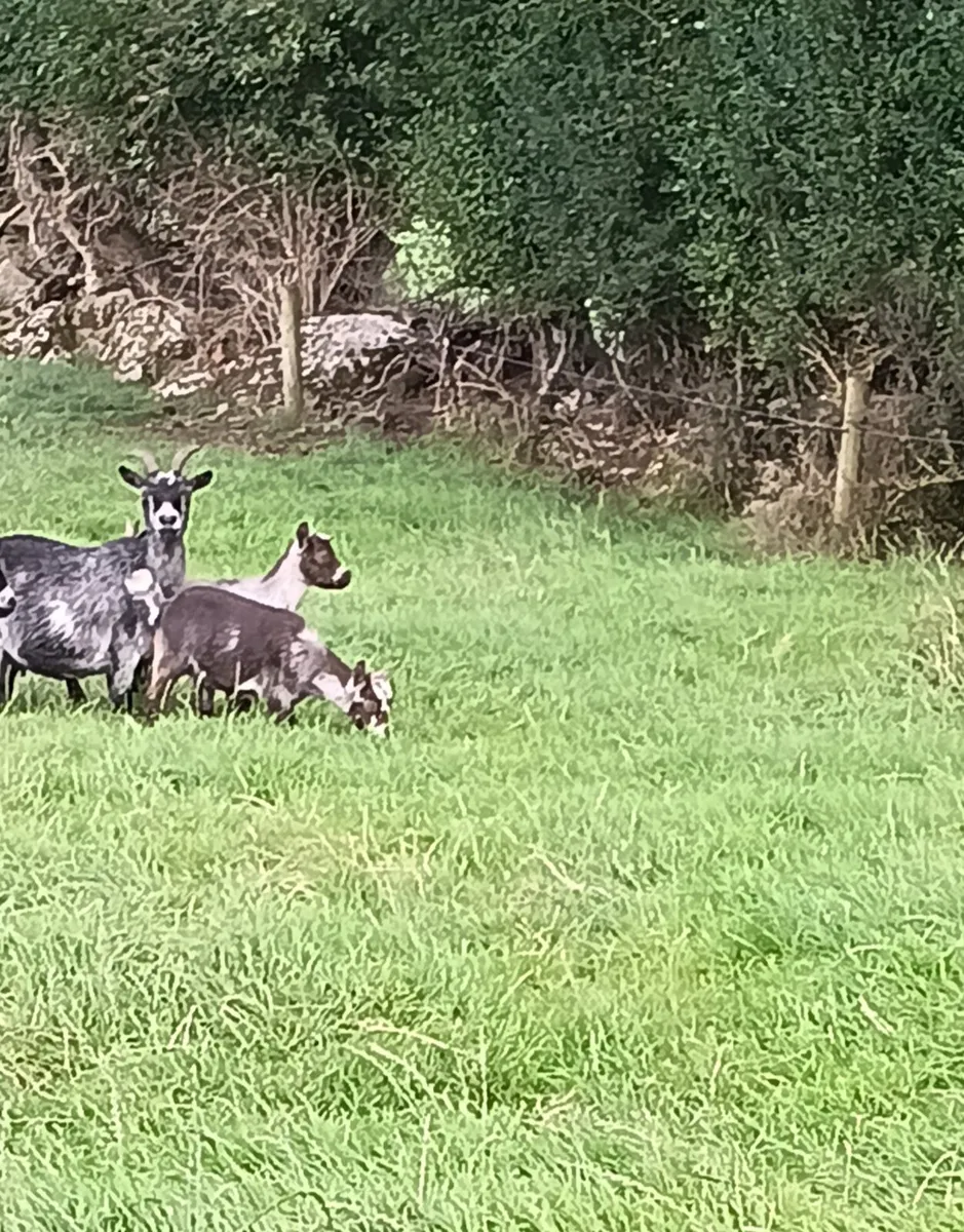 Pygmy Kid Goats for sale - Image 3