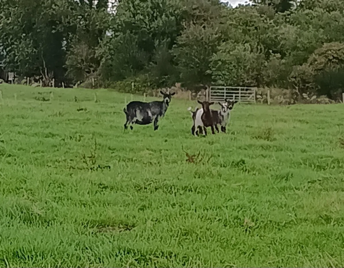 Pygmy Kid Goats for sale - Image 4