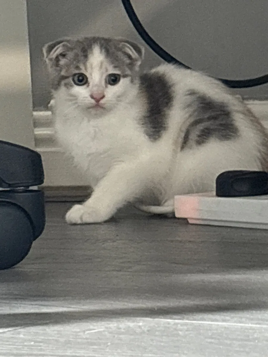 Scottish kittens for sale and Mom is for sale - Image 1