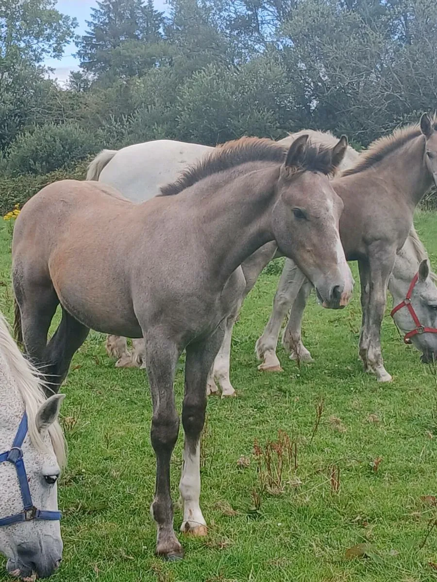 IRISHDRAUGHT FOALS - Image 1
