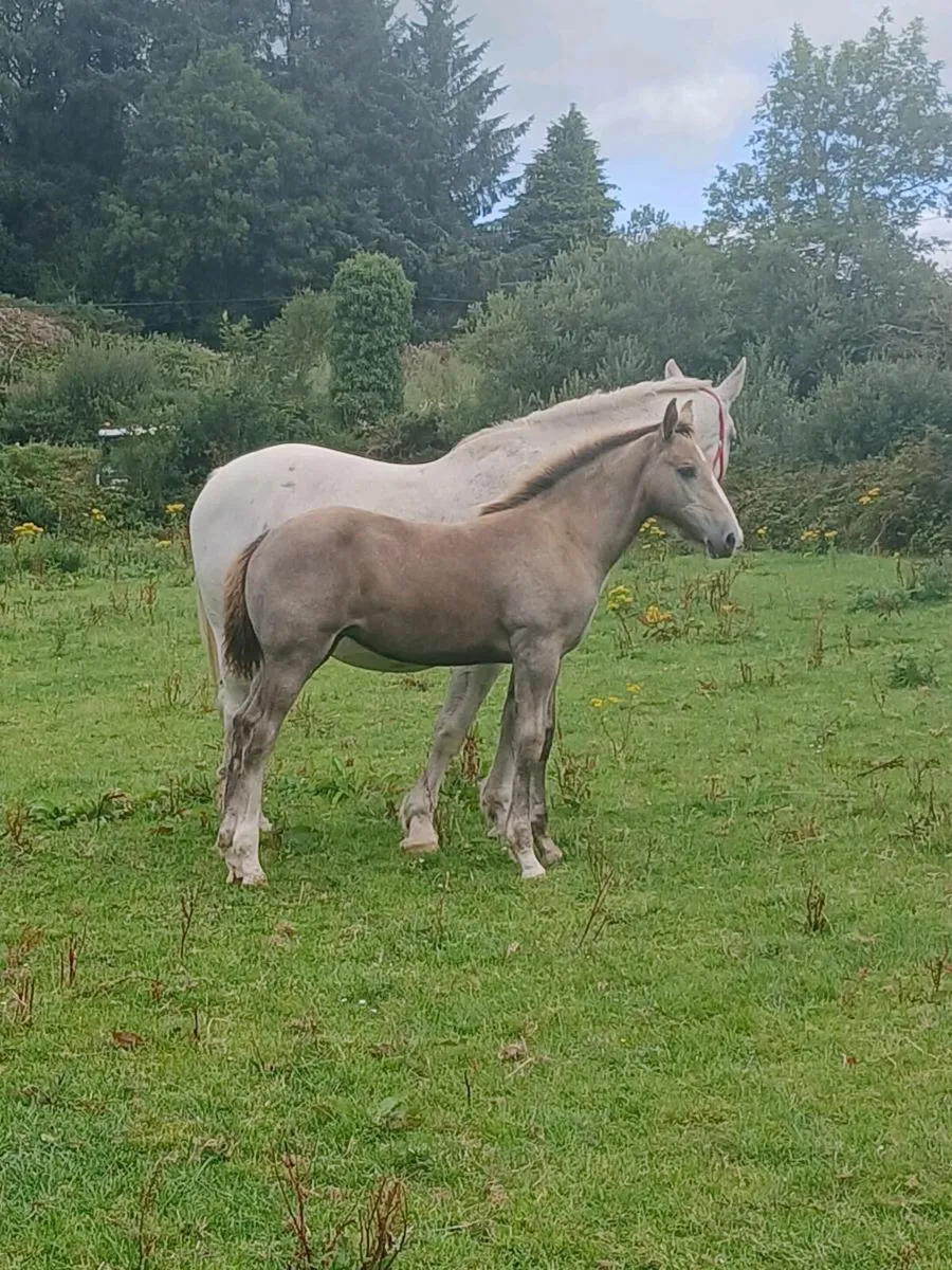 IRISHDRAUGHT FOALS - Image 2