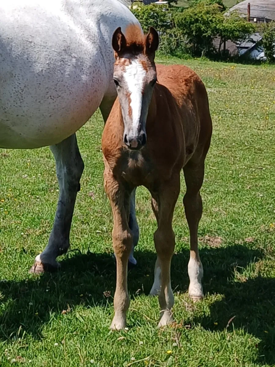 IRISHDRAUGHT FOALS - Image 3