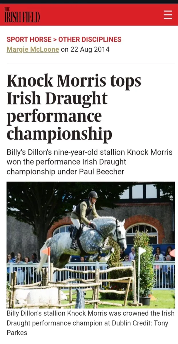 IRISHDRAUGHT FOALS - Image 4