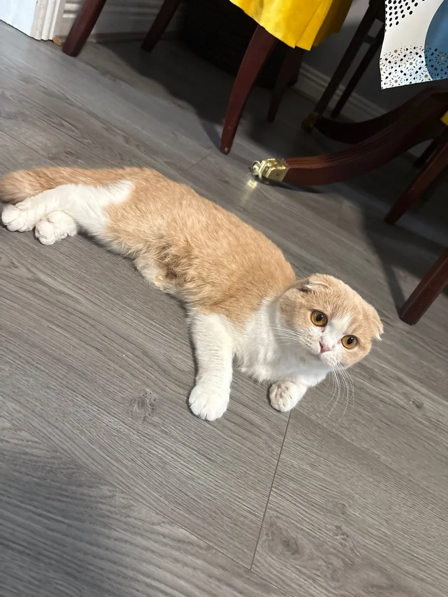 Scottish kittens for sale and Mom is for sale - Image 3