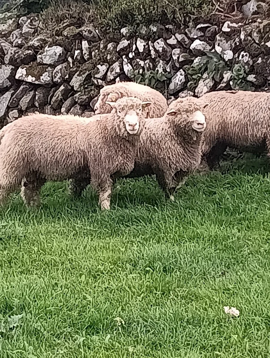 Dorset ram lambs - Image 2