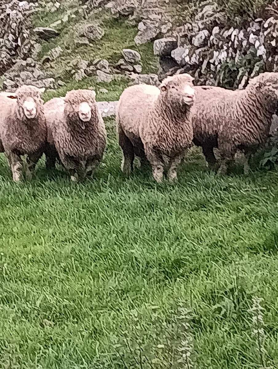 Dorset ram lambs - Image 3